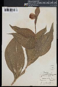 Cypripedium reginae image