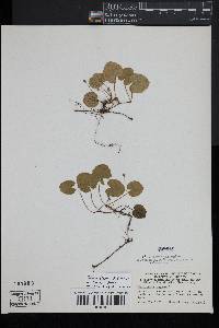 Rubus repens image