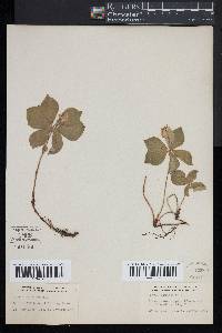 Cornus canadensis image