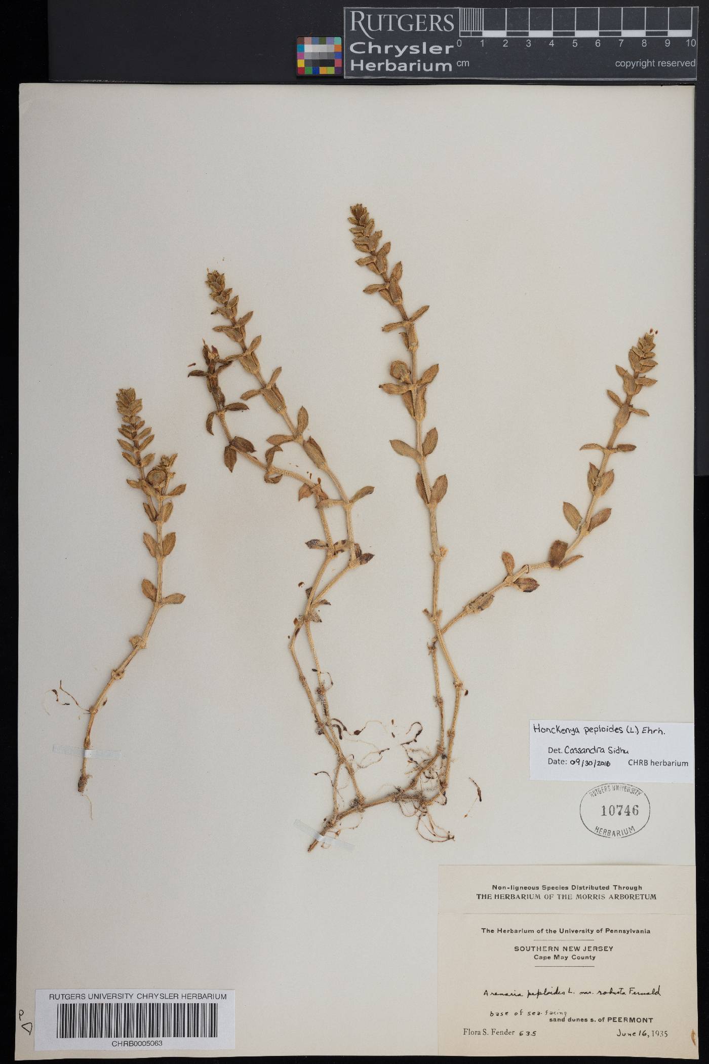 Honckenya peploides subsp. robusta image