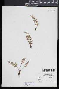 Myriopteris lanosa image