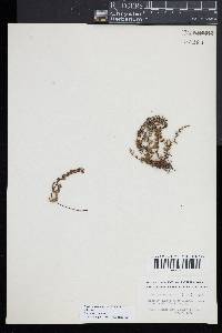 Myriopteris lanosa image
