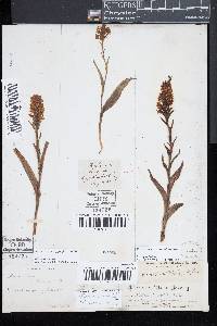 Platanthera cristata image