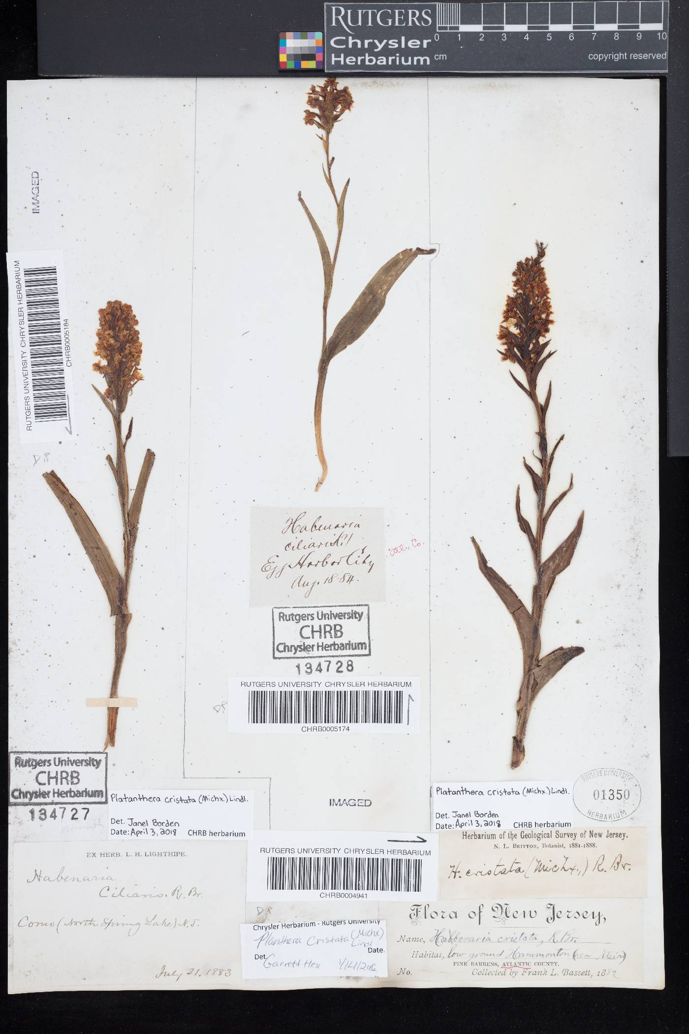 Platanthera cristata image