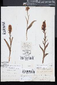 Platanthera cristata image