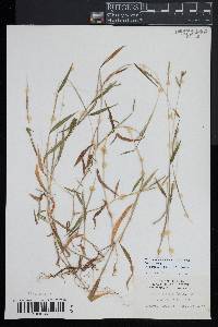 Microstegium vimineum image