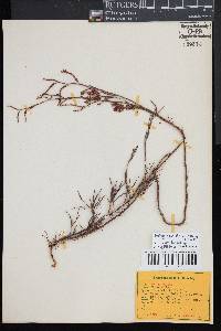 Polygonum fimbriatum image