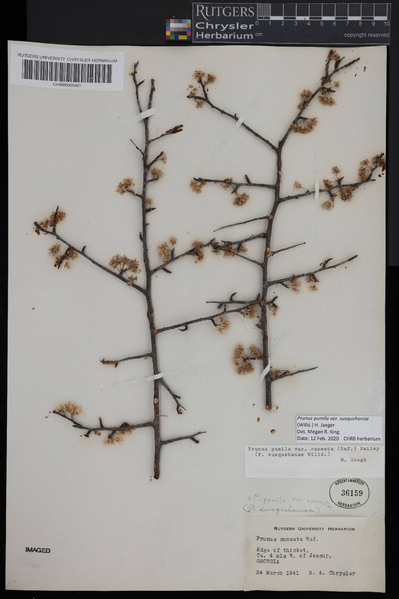 Prunus pumila var. susquehanae image