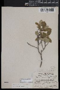 Prunus pumila var. susquehanae image