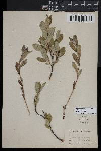 Prunus pumila var. susquehanae image