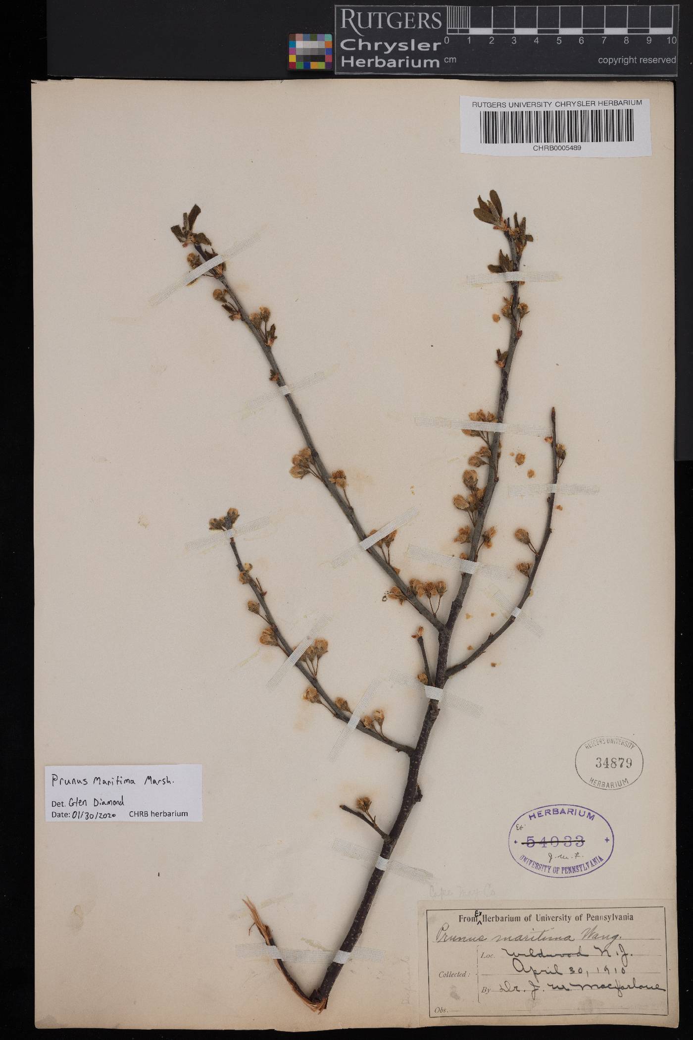Prunus maritima image