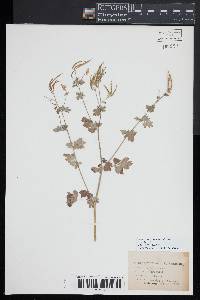 Capnoides sempervirens image