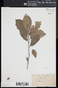 Quercus bicolor image