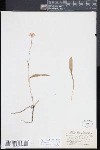 Platanthera cristata image