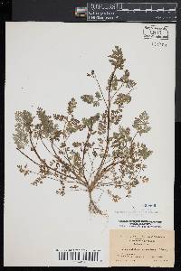 Chaerophyllum procumbens image