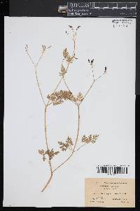 Chaerophyllum procumbens image