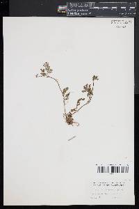 Chaerophyllum procumbens image