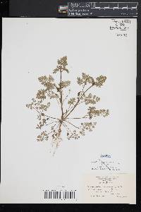 Chaerophyllum procumbens image