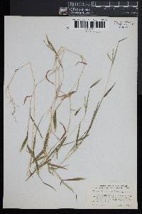 Microstegium vimineum image