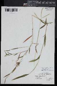 Microstegium vimineum image