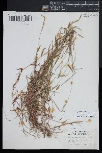 Microstegium vimineum image