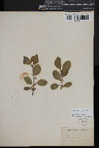 Frangula alnus image