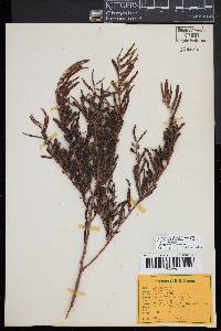 Chamaecrista nictitans var. aspera image