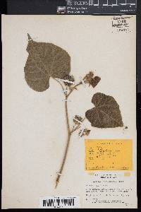 Abutilon theophrasti image