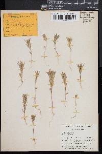 Collomia linearis image