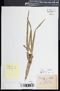 Sparganium eurycarpum image