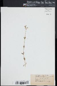 Cerastium fontanum subsp. vulgare image