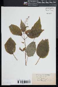 Circaea canadensis image