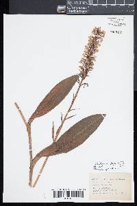 Platanthera psycodes image