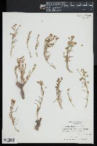 Spergularia villosa image