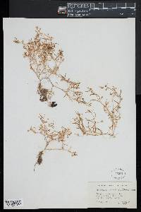 Spergularia canadensis image