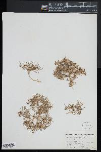 Spergularia canadensis image