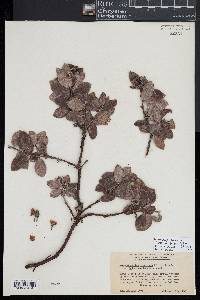 Arctostaphylos tomentosa subsp. hebeclada image