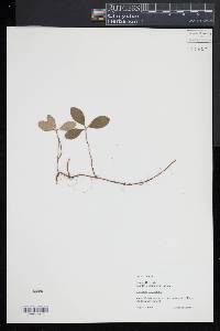 Gaultheria procumbens image