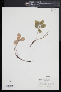 Gaultheria procumbens image