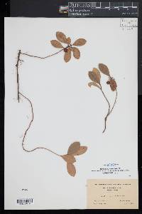 Gaultheria procumbens image