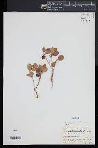 Gaultheria procumbens image