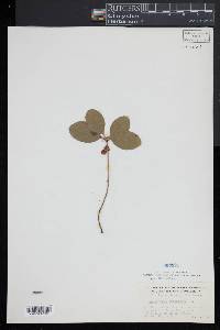 Gaultheria procumbens image