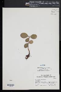 Gaultheria procumbens image