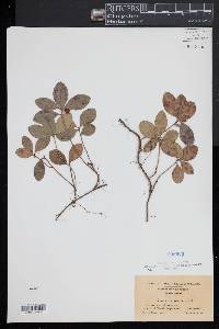 Gaultheria procumbens image