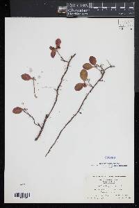 Gaultheria procumbens image