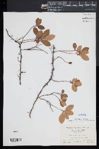 Gaultheria procumbens image