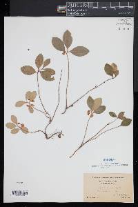 Gaultheria procumbens image