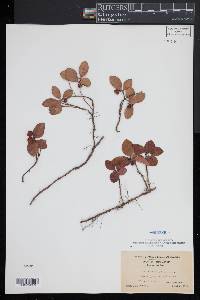 Gaultheria procumbens image