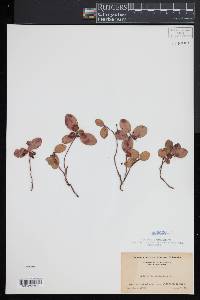 Gaultheria procumbens image