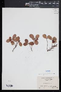 Gaultheria procumbens image